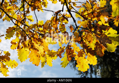 Autumnal coloured oak leaves, quercus robur fagaceae Stock Photo