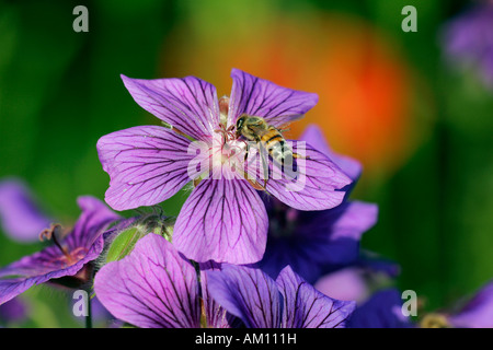 Honey bee (Apis mellifica) pollinats a blossom of a broad-petaled cranesbill (Geranium platypetalum) Stock Photo