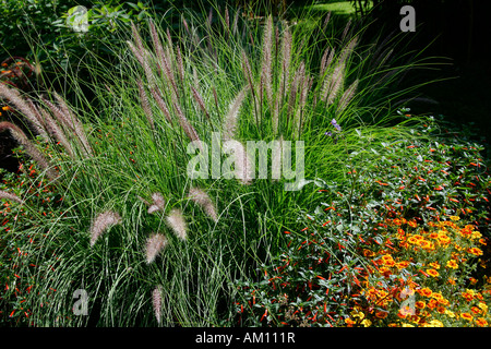 Chinese fountain grass (Pennisetum alopecuroides) (Pennisetum compressum) Stock Photo