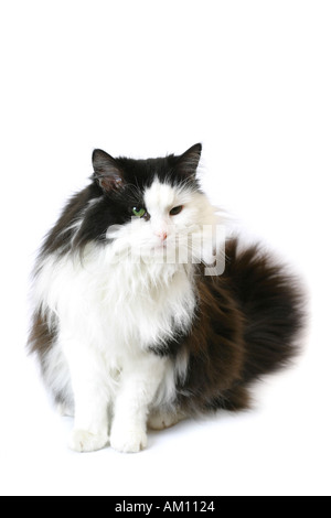 Norwegian Forest Cat Stock Photo