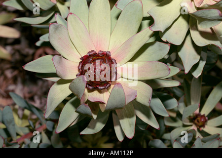 Leucadendron tinctum flower - Spicy Conebush-Family Protaceae and group of Leucadendrons called the Sun Conebushes-Status Rare Stock Photo