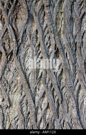 Bark of an old chestnut tree - spanish chestnut - sweet chestnut (Castanea sativa) Stock Photo