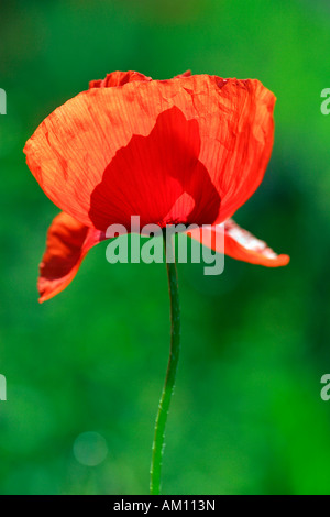 Flowering corn poppy (Papaver rhoeas) Stock Photo