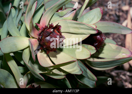 Leucadendron tinctum flower - Spicy Conebush-Family Protaceae and group of Leucadendrons called the Sun Conebushes-Status Rare Stock Photo