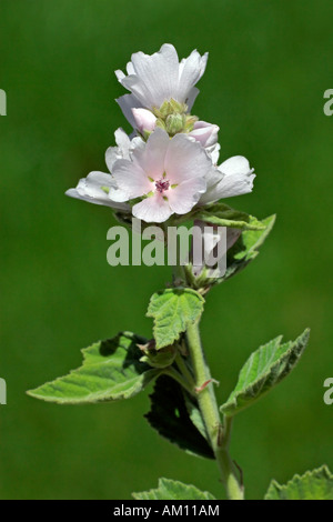 Flowering marsh mallow - white mallow - medicinal plant (Althaea officinalis) Stock Photo
