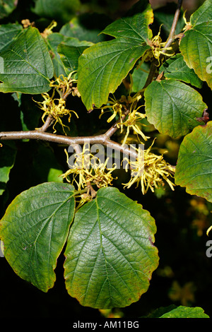 Flowering american witch hazel - medicinal plant (Hamamelis virginiana) Stock Photo