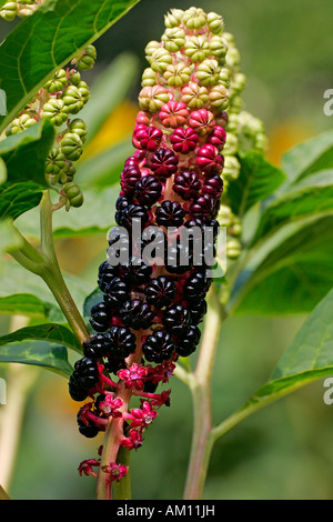 Indian poke - fruits (Phytolacca acinosa) Stock Photo