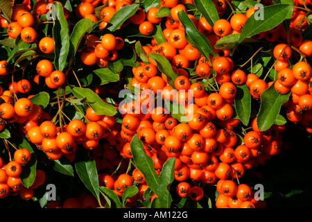 Firethorn cultivar Orange Glow - pyracanth - evergreen thorn (Pyracantha hybrid Orange Glow) Stock Photo