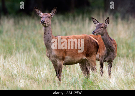 Watchful female red deers during the rut - hinds (Cervus elaphus)