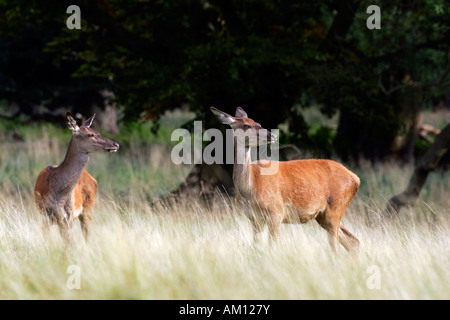 Watchful female red deers during the rut - hinds (Cervus elaphus)
