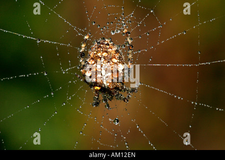 Cross spider - spiderweb with dewdrops - cross orbweaver - european garden spider (Araneus diadematus) Stock Photo
