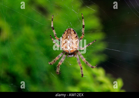 Cross spider - spiderweb - cross orbweaver - european garden spider (Araneus diadematus) Stock Photo