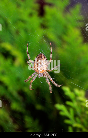 Cross spider - spiderweb - cross orbweaver - european garden spider (Araneus diadematus) Stock Photo