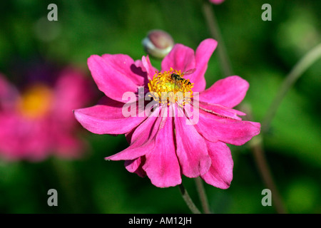 Flowering japanese anemone cultivar Prinz Heinrich (Anemone-Japonica-Hybride Prinz Heinrich) Stock Photo