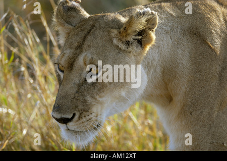 Lion (Panthera leo), lioness, portrait, Masai Mara, Kenya Stock Photo