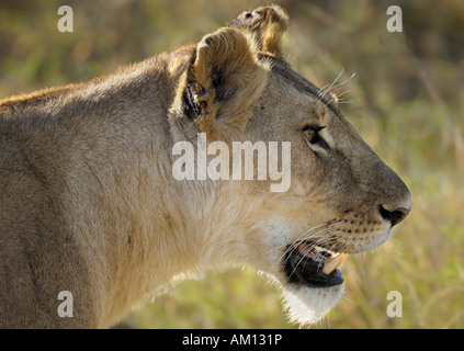 Lion (Panthera leo), lioness, portrait, Masai Mara, Kenya Stock Photo