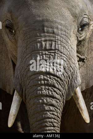 African Bush Elephant (Loxodonta africana), portrait, Masai Mara, Kenya Stock Photo