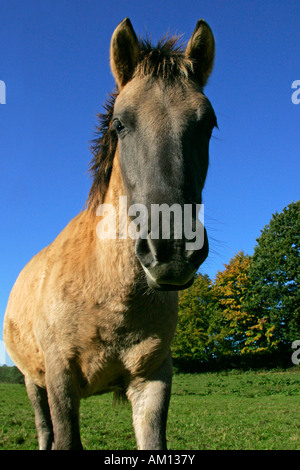 Konik horse - foal (Equus przewalskii f. caballus) Stock Photo