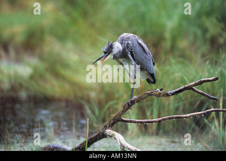 Grey Heron (Ardea cinerea), Heron standing on branch during rain, juveline. Stock Photo