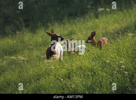 Roe Deer (Capreolus capreolus), doe with young roes standing on meadow, white colour, defect of pigmentation Stock Photo