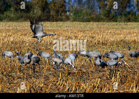 Common cranes (Grus grus) - Vorpommersche Boddenlandschaft, Mecklenburg-Western Pomerania, Germany, Europe, Stock Photo