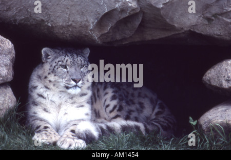 Snow leopard Panthera uncia captive Stock Photo