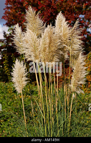 Pampas grass (Cortaderia selloana) Stock Photo
