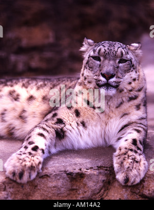 Snow leopard Panthera uncia captive Stock Photo