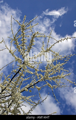 Flowering blackthorn - sloe (Prunus spinosa) Stock Photo