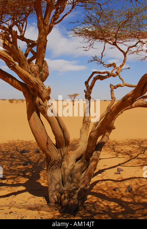 Acacia tree, Bayuda desert, Sudan Stock Photo