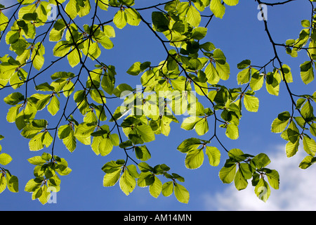 Common beech - european beech - leaves in spring (Fagus sylvatica) Stock Photo