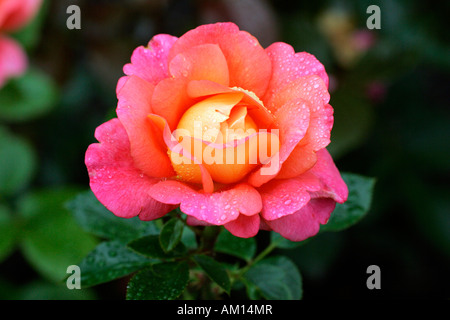 Rose cultivar Shanty with raindrops - floribunda rose (Rosa Shanty) Stock Photo
