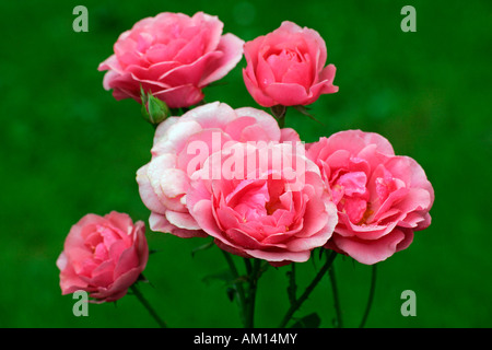 Rose cultivar Heidelinde - floribunda rose (Rosa Heidelinde) Stock Photo