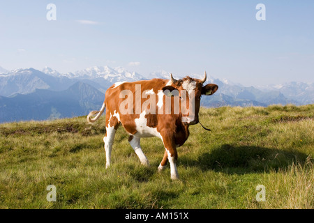 Cow on a meadow, Niederhorn, Bernese Oberland, Switzerland Stock Photo