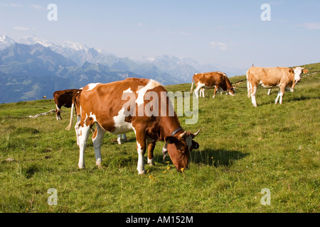 Cows on a meadow, Niederhorn, Bernese Oberland, Switzerland Stock Photo