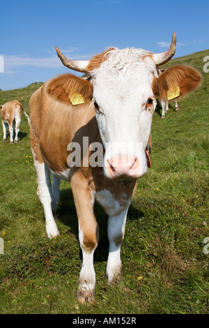 Cow on a meadow, Niederhorn, Bernese Oberland, Switzerland Stock Photo
