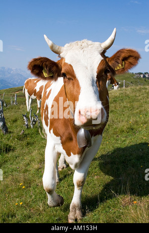 Cow on a meadow, Niederhorn, Bernese Oberland, Switzerland Stock Photo