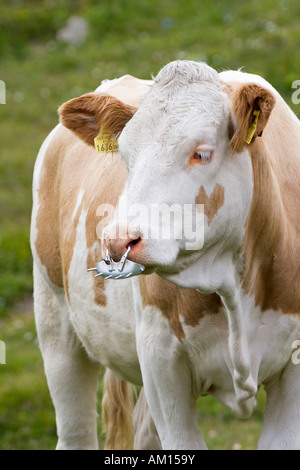 Cow with nose ring, meadow near by Grossglockner Hochalpenstrasse, national park Hohe Tauern, Austria Stock Photo