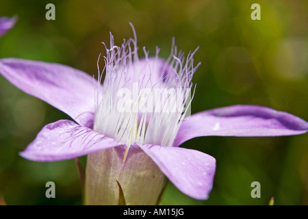 Gentianella germanica, National Park Hohe Tauern, Austria Stock Photo