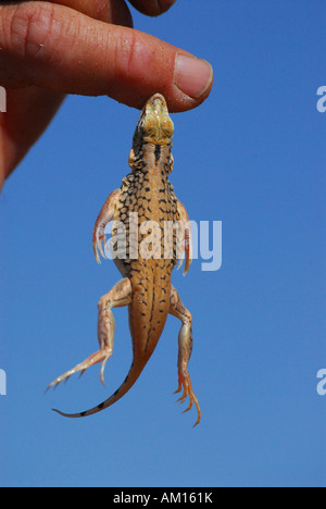 Shovel Snouted Or Sand Diving Lizard Along The Skeleton Coast In Namibia Stock Photo Alamy