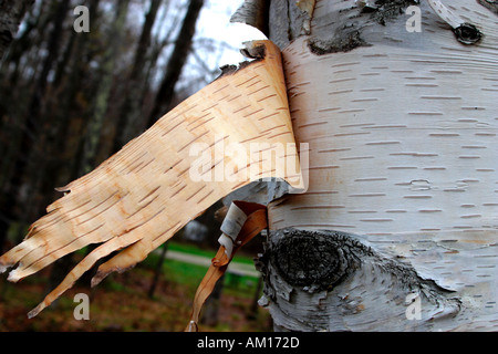 Bark of a birch tree peeling off - a Royalty Free Stock Photo from Photocase