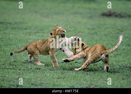 Two three-month-old lion cubs, Panthera leo, playing. Masai Mara ...
