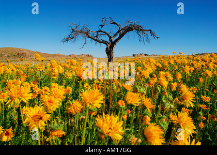 Sunflowers after rainfall in the Namib desert, Aus, Namibia Stock Photo