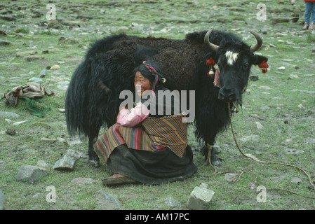 Nomadic woman milking a Yak Stock Photo - Alamy