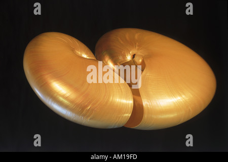 Mirror reflection of white nautilus shell Stock Photo
