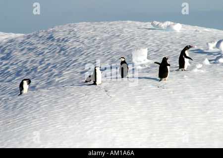 Gentoo and Chinstrap penguins on a large iceberg,Antarctica. Stock Photo