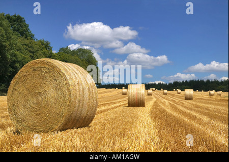 Hay bales in a field on a bright summers day Stock Photo