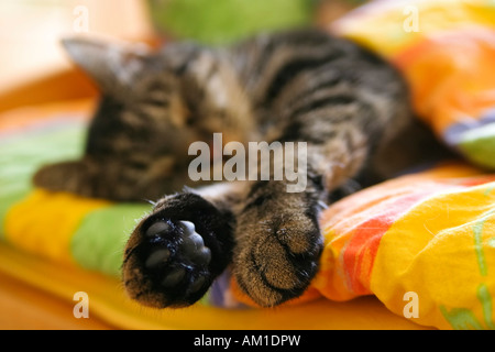European shorthair cat is sleeping in a bed Stock Photo