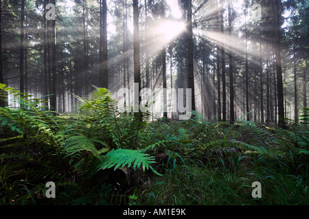Ferns in fir forest, backlit Stock Photo