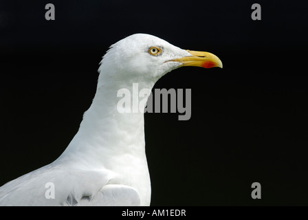 A portrait from a silver gull (Larus argentatus), Germany, Europe. Stock Photo